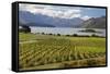 Rippon Vineyard on Lake Wanaka, Wanaka, Otago, South Island, New Zealand, Pacific-Stuart Black-Framed Stretched Canvas