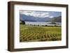 Rippon Vineyard on Lake Wanaka, Wanaka, Otago, South Island, New Zealand, Pacific-Stuart Black-Framed Photographic Print