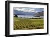 Rippon Vineyard on Lake Wanaka, Wanaka, Otago, South Island, New Zealand, Pacific-Stuart Black-Framed Photographic Print