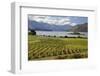 Rippon Vineyard on Lake Wanaka, Wanaka, Otago, South Island, New Zealand, Pacific-Stuart Black-Framed Photographic Print