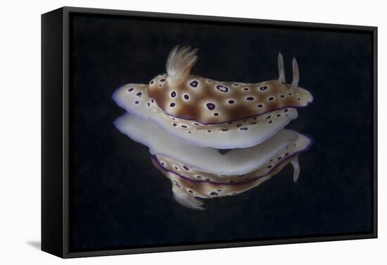 Risbecia Tryoni Nudibranch, Beqa Lagoon, Fiji-Stocktrek Images-Framed Stretched Canvas