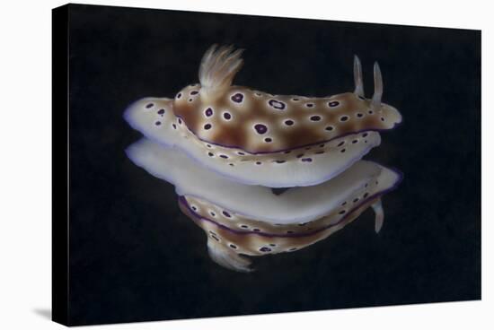 Risbecia Tryoni Nudibranch, Beqa Lagoon, Fiji-Stocktrek Images-Stretched Canvas