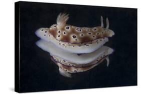 Risbecia Tryoni Nudibranch, Beqa Lagoon, Fiji-Stocktrek Images-Stretched Canvas