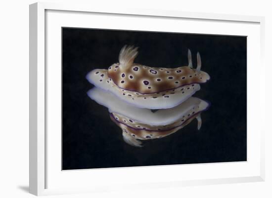 Risbecia Tryoni Nudibranch, Beqa Lagoon, Fiji-Stocktrek Images-Framed Photographic Print