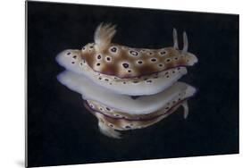 Risbecia Tryoni Nudibranch, Beqa Lagoon, Fiji-Stocktrek Images-Mounted Photographic Print