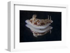 Risbecia Tryoni Nudibranch, Beqa Lagoon, Fiji-Stocktrek Images-Framed Photographic Print