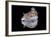 Risbecia Tryoni Nudibranch, Beqa Lagoon, Fiji-Stocktrek Images-Framed Photographic Print