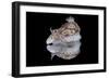 Risbecia Tryoni Nudibranch, Beqa Lagoon, Fiji-Stocktrek Images-Framed Photographic Print