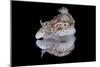 Risbecia Tryoni Nudibranch, Beqa Lagoon, Fiji-Stocktrek Images-Mounted Photographic Print