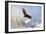 Rise Above Bald Eagle-Jai Johnson-Framed Giclee Print