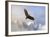 Rise Above Bald Eagle-Jai Johnson-Framed Giclee Print