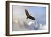 Rise Above Bald Eagle-Jai Johnson-Framed Premium Giclee Print