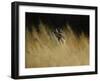 Rise and Shine-Michael Budden-Framed Giclee Print