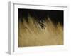 Rise and Shine-Michael Budden-Framed Giclee Print