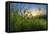 Rising Beyond the Buttercups-Adrian Campfield-Framed Stretched Canvas