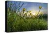 Rising Beyond the Buttercups-Adrian Campfield-Stretched Canvas