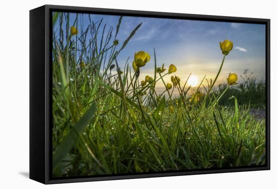 Rising Beyond the Buttercups-Adrian Campfield-Framed Stretched Canvas