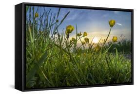 Rising Beyond the Buttercups-Adrian Campfield-Framed Stretched Canvas