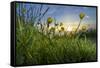 Rising Beyond the Buttercups-Adrian Campfield-Framed Stretched Canvas
