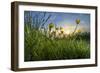 Rising Beyond the Buttercups-Adrian Campfield-Framed Photographic Print