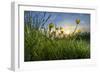 Rising Beyond the Buttercups-Adrian Campfield-Framed Photographic Print