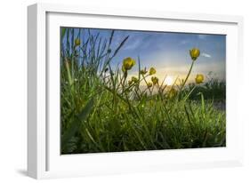 Rising Beyond the Buttercups-Adrian Campfield-Framed Photographic Print