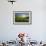 Rising Beyond the Buttercups-Adrian Campfield-Framed Photographic Print displayed on a wall