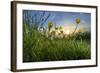 Rising Beyond the Buttercups-Adrian Campfield-Framed Photographic Print