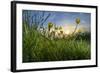 Rising Beyond the Buttercups-Adrian Campfield-Framed Photographic Print