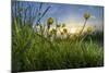 Rising Beyond the Buttercups-Adrian Campfield-Mounted Photographic Print