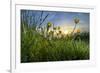 Rising Beyond the Buttercups-Adrian Campfield-Framed Photographic Print