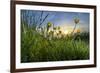 Rising Beyond the Buttercups-Adrian Campfield-Framed Photographic Print