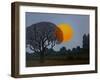 Rising Moon, 2014-Ann Brain-Framed Giclee Print