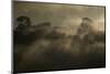 Rising Rainforest Mist, Peru, South America-Colin Brynn-Mounted Photographic Print