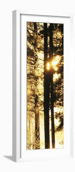 Rising Sun - Detail-Mikael Svensson-Framed Giclee Print