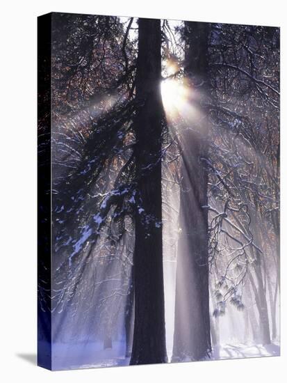 Rising Sun, Yosemite Valley, Yosemite National Park, Sierra Nevada, California-Christopher Bettencourt-Stretched Canvas