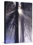 Rising Sun, Yosemite Valley, Yosemite National Park, Sierra Nevada, California-Christopher Bettencourt-Stretched Canvas