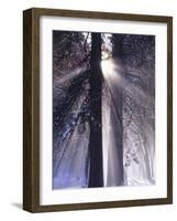 Rising Sun, Yosemite Valley, Yosemite National Park, Sierra Nevada, California-Christopher Bettencourt-Framed Photographic Print