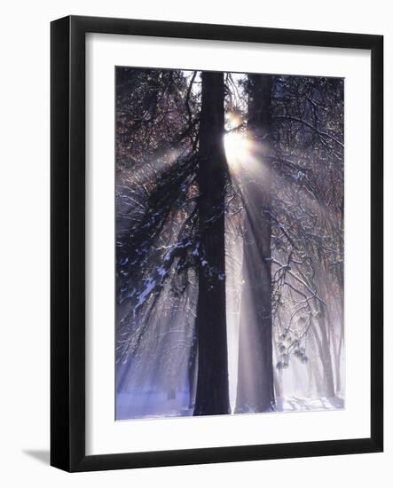Rising Sun, Yosemite Valley, Yosemite National Park, Sierra Nevada, California-Christopher Bettencourt-Framed Photographic Print