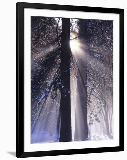 Rising Sun, Yosemite Valley, Yosemite National Park, Sierra Nevada, California-Christopher Bettencourt-Framed Photographic Print