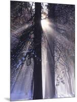 Rising Sun, Yosemite Valley, Yosemite National Park, Sierra Nevada, California-Christopher Bettencourt-Mounted Photographic Print