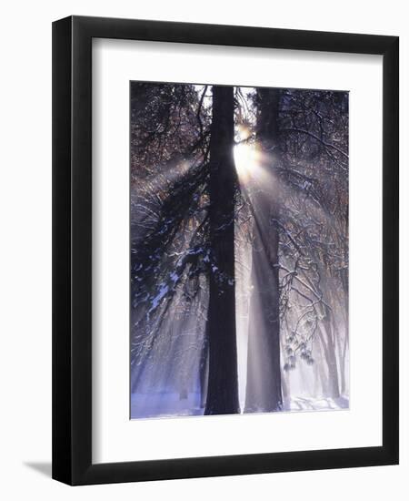 Rising Sun, Yosemite Valley, Yosemite National Park, Sierra Nevada, California-Christopher Bettencourt-Framed Premium Photographic Print