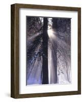 Rising Sun, Yosemite Valley, Yosemite National Park, Sierra Nevada, California-Christopher Bettencourt-Framed Photographic Print