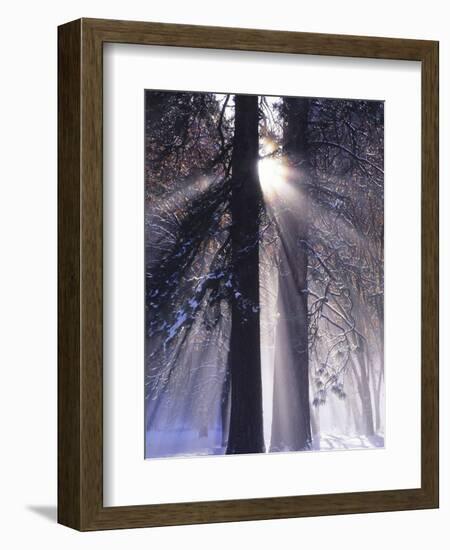 Rising Sun, Yosemite Valley, Yosemite National Park, Sierra Nevada, California-Christopher Bettencourt-Framed Photographic Print