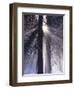 Rising Sun, Yosemite Valley, Yosemite National Park, Sierra Nevada, California-Christopher Bettencourt-Framed Photographic Print