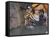 Risk Taker Bengal Tiger and Butterfly-Jai Johnson-Framed Stretched Canvas