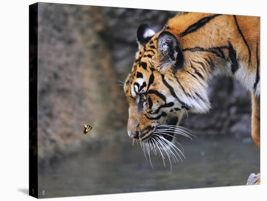 Risk Taker Bengal Tiger and Butterfly-Jai Johnson-Stretched Canvas