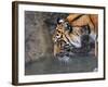 Risk Taker Bengal Tiger and Butterfly-Jai Johnson-Framed Giclee Print