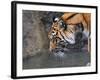 Risk Taker Bengal Tiger and Butterfly-Jai Johnson-Framed Giclee Print