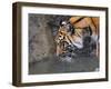 Risk Taker Bengal Tiger and Butterfly-Jai Johnson-Framed Giclee Print